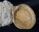 Neocrassina obliqua (LAMARCK 1819) - Bild &copy; FossNet FossilienStore
